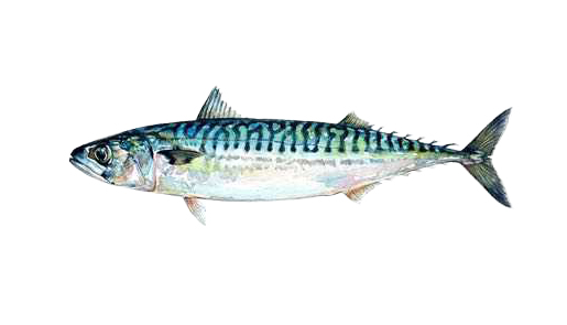 ノルウェーサバ